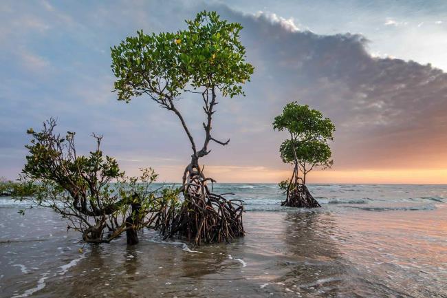 31-facts-a<em></em>bout-mangrove-forests