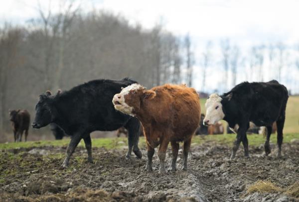 Grass-fed beef tends to have more nutrients than grain-fed beef. Freedom Farms cattle are pictured here.
