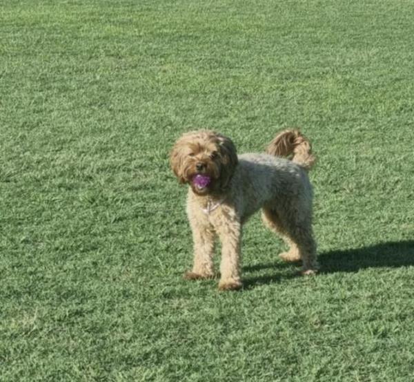 Lola playing fetch at her favourite local park.