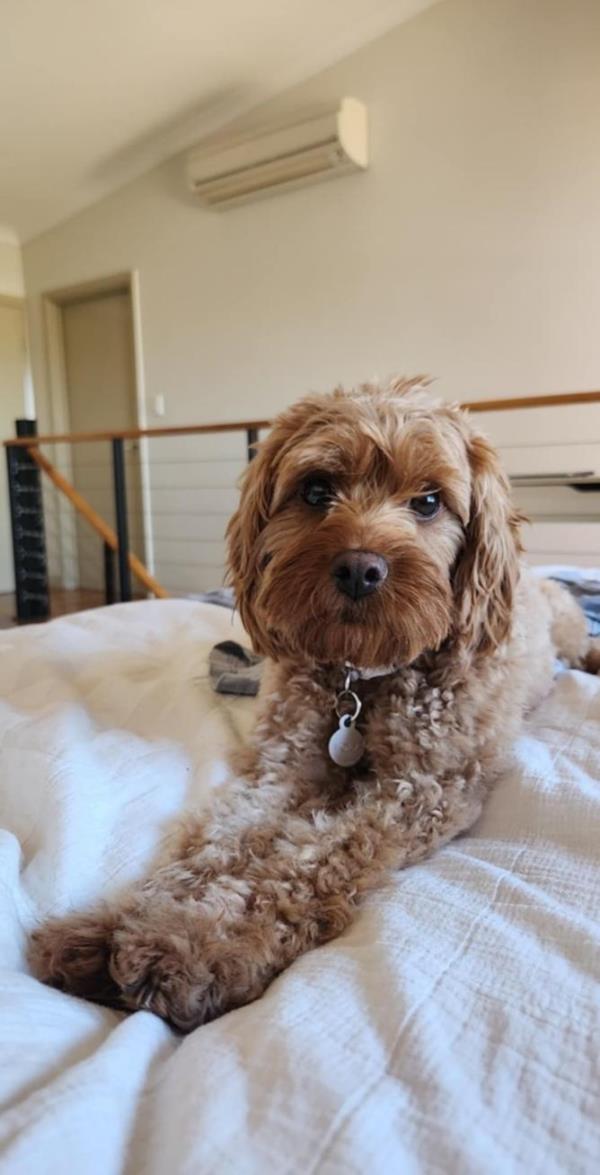 Lola is described as a bubbly, friendly dog.